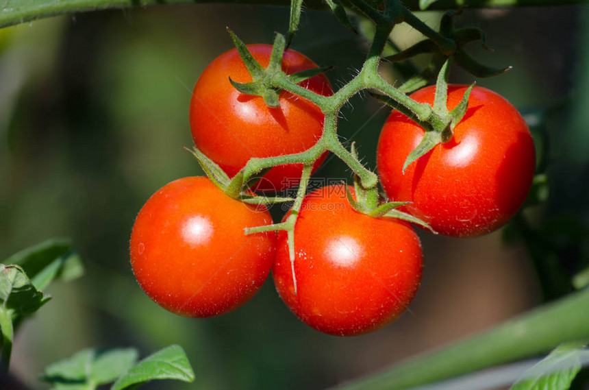 花园里种植的成熟有机番茄图片