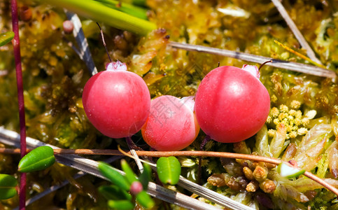 苔藓上蔓越莓的红色浆果特写图片