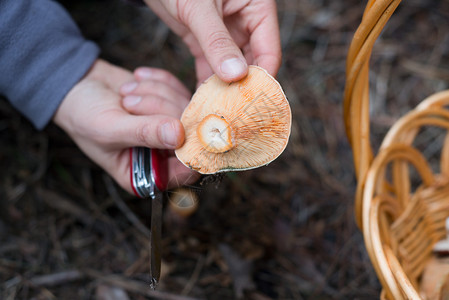 一张摘藏红花奶帽蘑背景图片