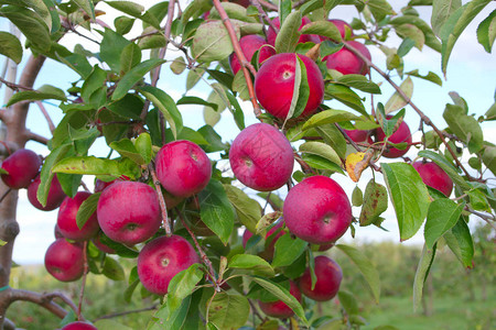树上的苹果有机水果园图片
