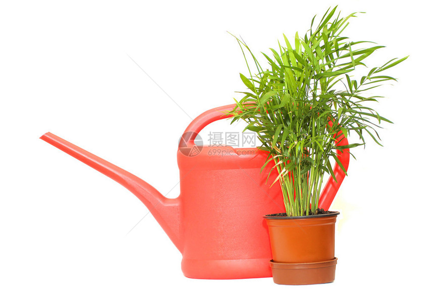 红色塑料喷壶和绿色植物图片