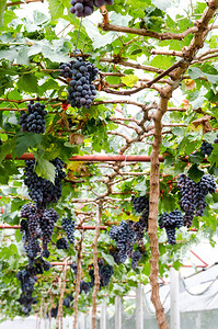 葡萄园里的红葡萄图片