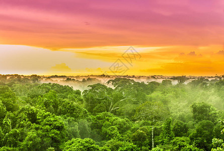 欣赏巴西亚马逊雨林的粉红色日落图片
