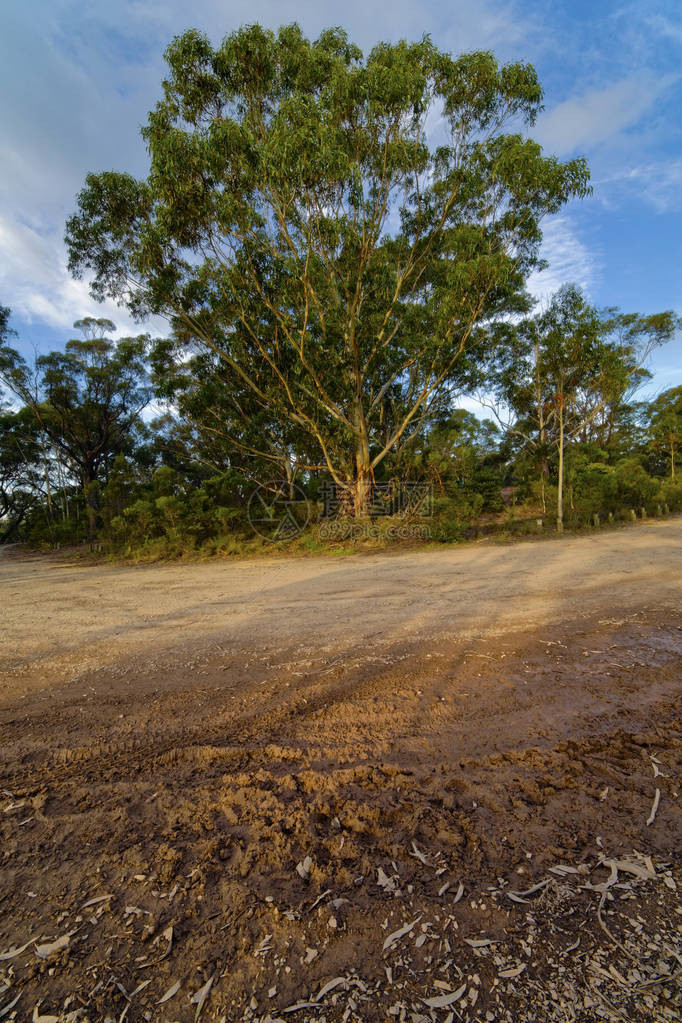澳大利亚蓝山桉树林中带泥路的乡间小路澳大利亚灌木丛图片