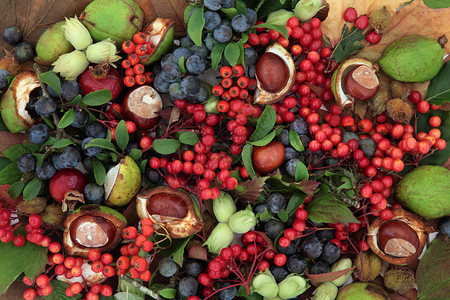 秋季水果和坚果背景边框形成背景图片