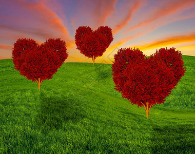 春田上的红心形树爱情和图片