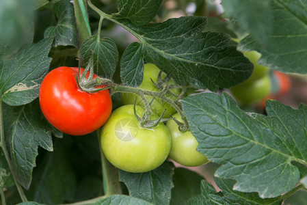 植物上的红色新鲜番茄果实图片
