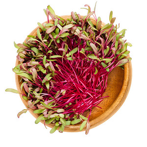 木碗里的红甜菜根芽Betavulgaris的叶子和叶图片