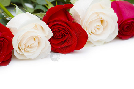 孤立在白色的红色和白色玫瑰图片