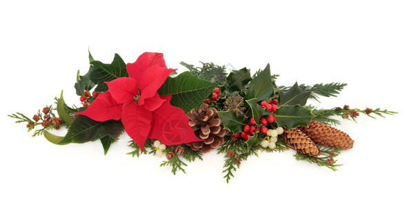 一品红花冬青槲寄生常春藤和雪松柏树叶小枝的圣诞节装饰花卉布置与松图片