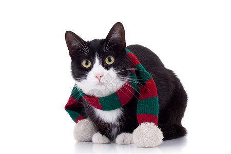 圣诞猫穿着白色的红色和绿色围巾图片
