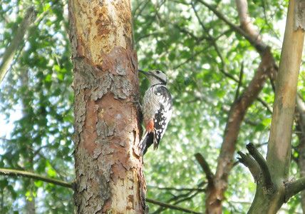 树干上的啄木鸟图片