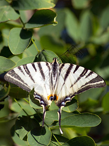 绿叶的燕尾蝴蝶Papilioma图片