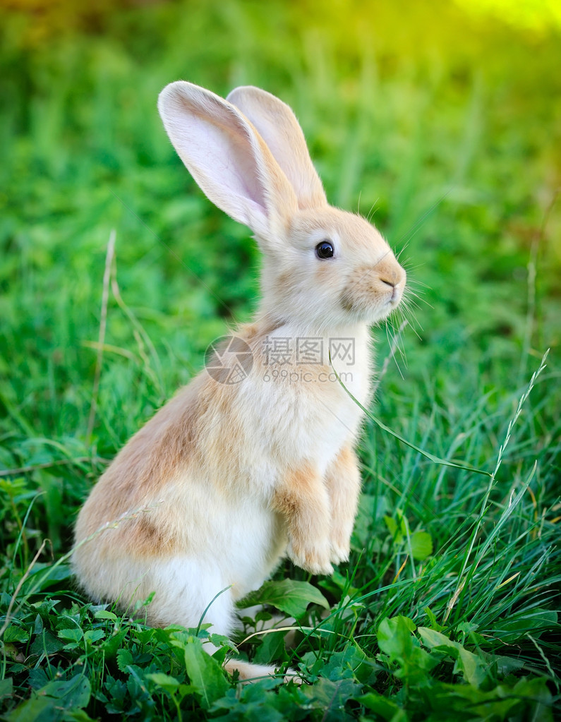 小兔子站在草丛中的后腿上图片