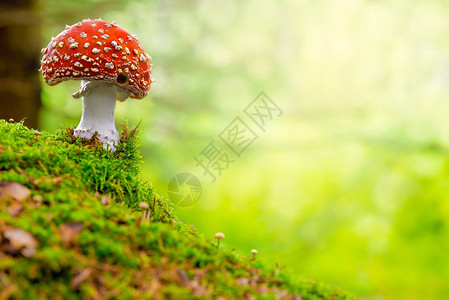 Agaric红色和白色有毒蘑菇图片