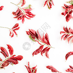 白色背景的红色树枝图案图片
