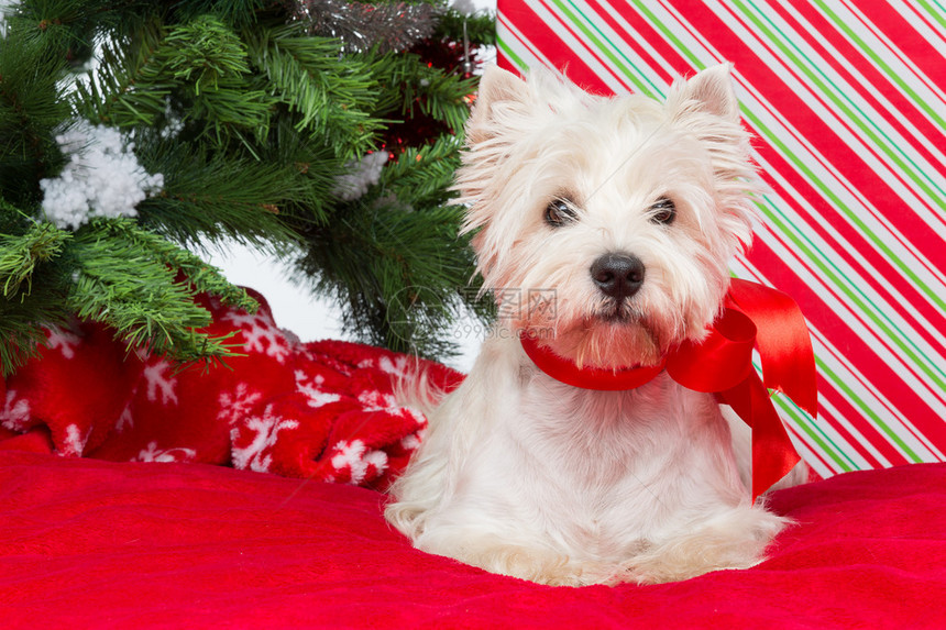 维斯特尼狗和带丝结的蝴西狗坐在红罩上四周都是圣诞图片