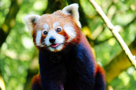 红熊猫小亚洲熊图片
