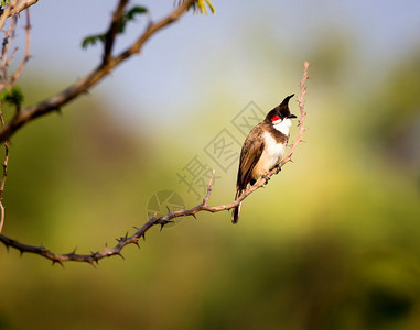 红须鹎是一种栖息在亚洲的鸟类它是鹎科的一员它是主要在亚洲发现的常驻水果食者它已被引入图片