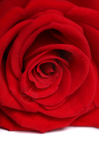 红玫瑰花白图片