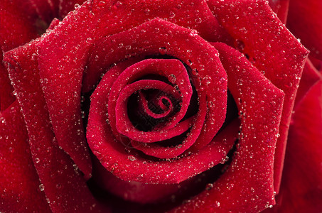 雨落在红玫瑰上的浪漫特写图片
