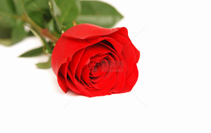 红玫瑰在白色图片