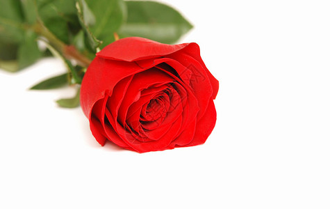 红玫瑰在白色背景图片