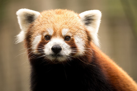 小红熊猫Ailurusfulgens图片