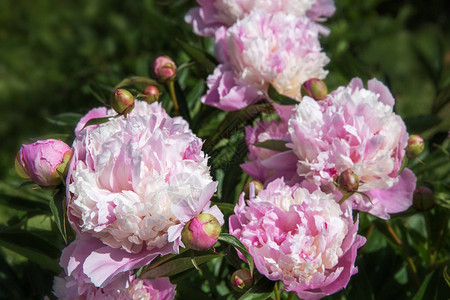 春花园的浪漫粉红花瓣阳图片