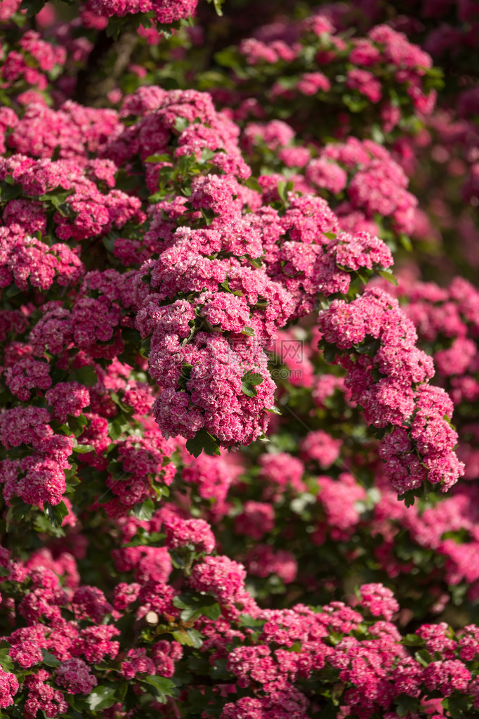 花粉红色山楂关闭山楂树拉丁语Crataeguslaevigata开着鲜艳的粉红色花朵春天自然本底图片