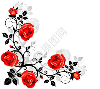 红玫瑰花白色背背景图片