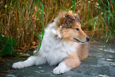 长毛牧羊犬小狗的肖像图片