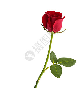 白色背景的红玫瑰背景图片