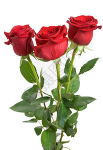 这束红玫瑰花白底带绿叶背景图片