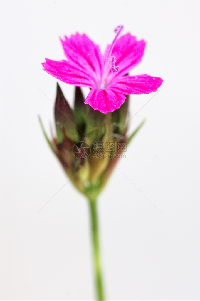 野紫康乃馨epilobiumparviflorumhirstumsylvestris图片