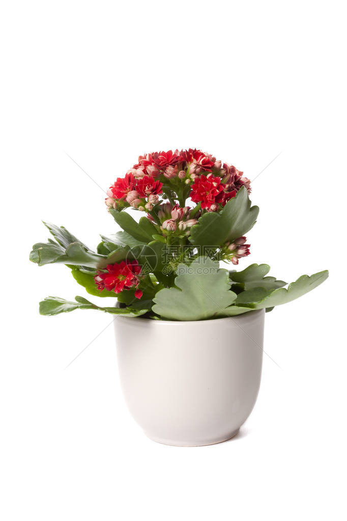 红卡兰乔在花盆中孤图片