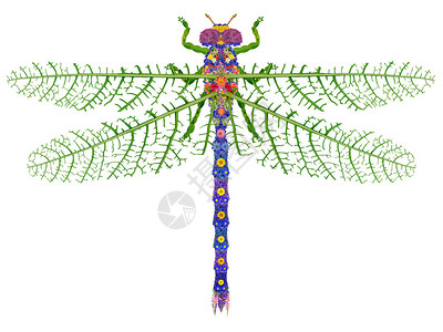 由真正的夏花和叶子制成的飞龙昆虫抽象手工制图片