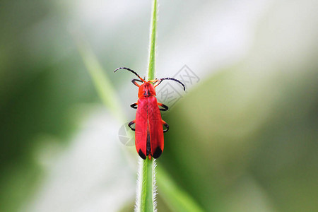 叶子上的红色甲虫图片