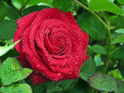 玫瑰和雨滴的枝条图片