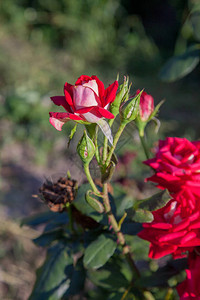 花园里有一朵明亮的红花背景图片