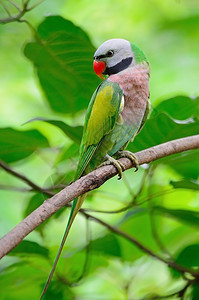 美丽的鹦鹉鸟男红胸帕拉凯特Psitatculaalexandri脸图片
