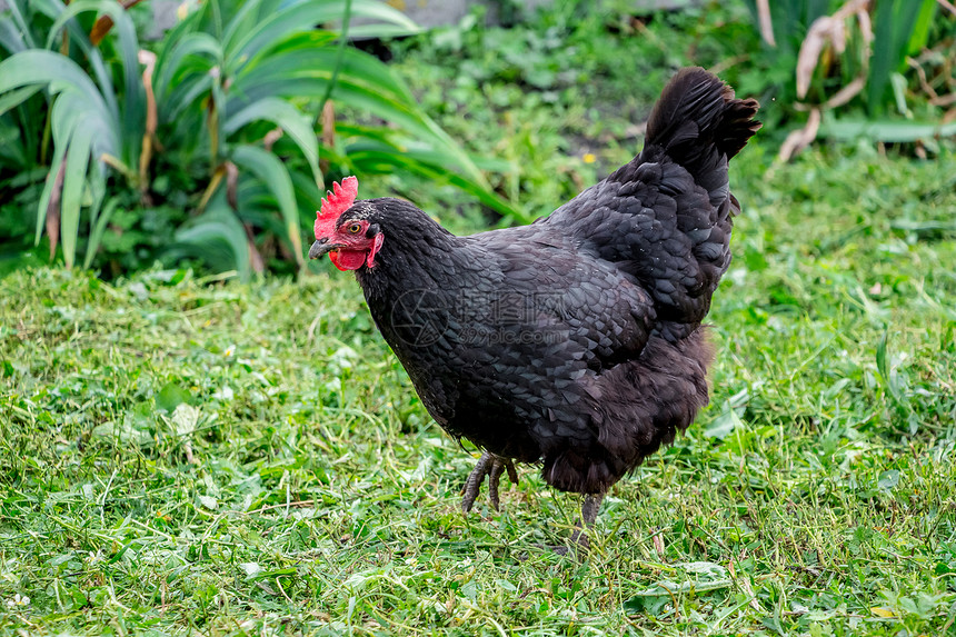 黑鸡走进农场的花园图片