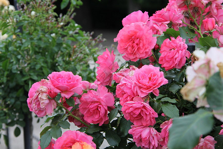 美丽的玫瑰园图片