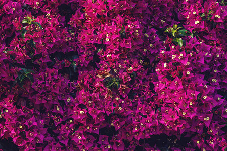 绿色花园中盛开的紫色九重葛图片