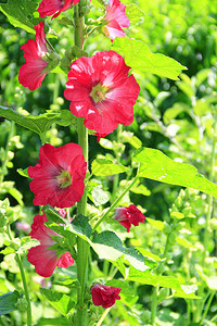 锦葵在花园里开花锦葵美丽的红色花朵普通锦葵的花图片