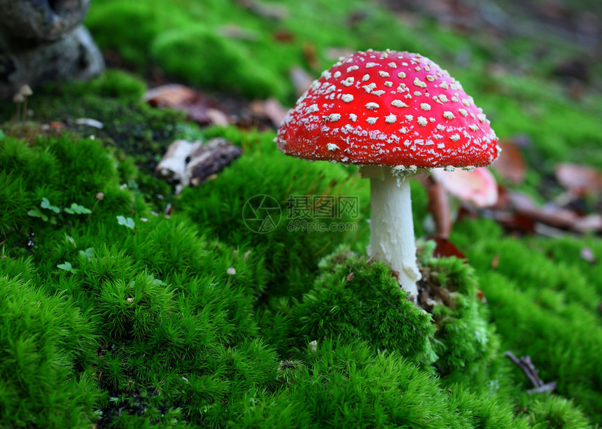 在苔藓中飞木耳毒菌图片