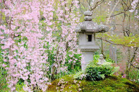 日本庭园中的樱花树图片