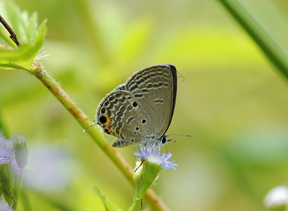 自然栖息地中的蝴蝶图片