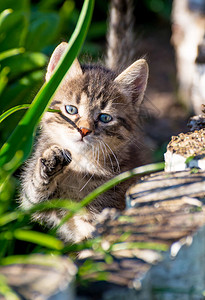 户外绿草中的虎斑小猫肖像图片