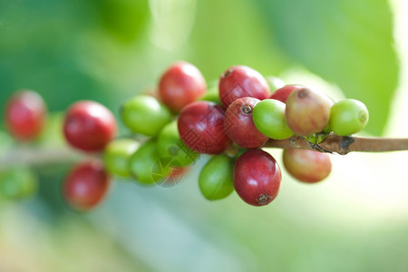 植物上的咖啡豆图片